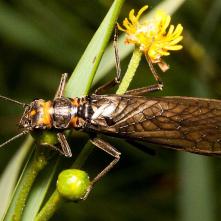 Pošvatka Perla abdominalis