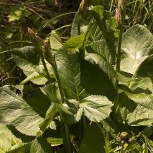 Jazyčník sibírsky pred kvitnutím