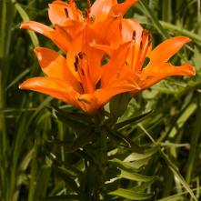 Ľalia cibuľkonosná