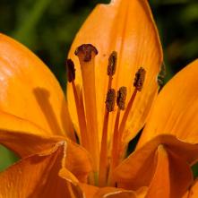 Detail ľalie cibuľkonosnej