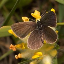 Modráčik najmenší