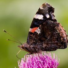 Babôčka admirálska