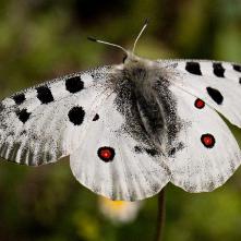 Jasoň červenooký - 24.6.2012 