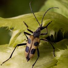 Fúzač štvorškvrný