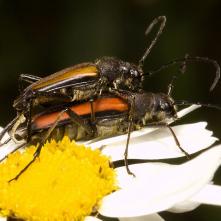 Párik fúzačov pri kopulácii