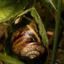 Slimák v úkryte