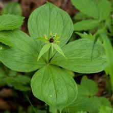 Vranie oko štvorlisté