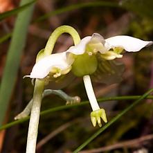 Jednokvietok veľkokvetý