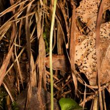 Jednokvietok veľkokvetý