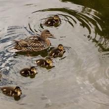 Kačka divá s kačičkami