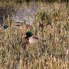Kačky v trstí