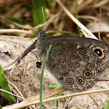 Očkáň skaliskový