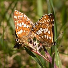 Párik hájovnikov prvosienkových
