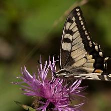 Vidlochvost feniklový