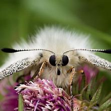 Uhrančivý pohľad jasoňa