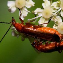Snehulčík žltý  Cantharis fulva