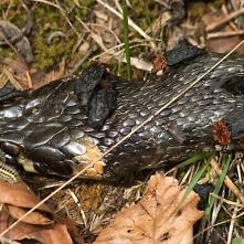 Zdochlináre červenoštíte na uhynutej užovke obojkovej