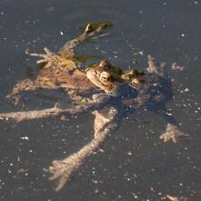 Ropuchy pri kopulácii