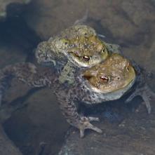 Ropuchy pri kopulácii