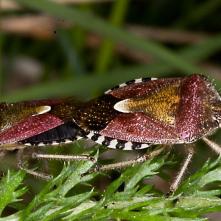 Párik bzdôch obyčajných