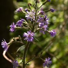 Mliečivec alpinský