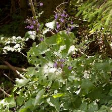 Mliečivec alpinský