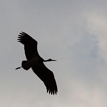 Bocian čierny