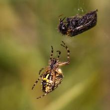 Križiak s korisľou