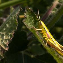 Koník Euthystira brachyptera - samica