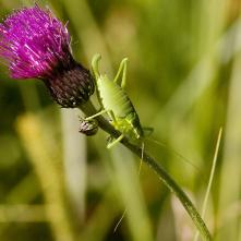 Kobylka Isophya fatrensis