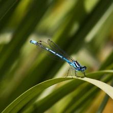 Šidielko obyčajné