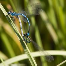 Šidielko obyčajné pri kopulácii