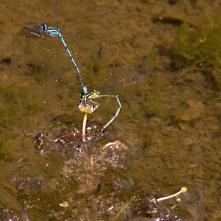 Párik šidielka obyčajného