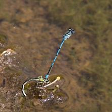 Párik šidielka obyčajného