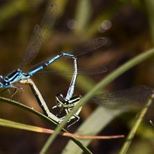 Šidielko obyčajné pri kopulácii