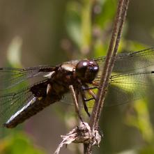 Vážka ploská - samček