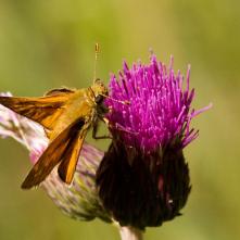 Súmračník bieloškvrný