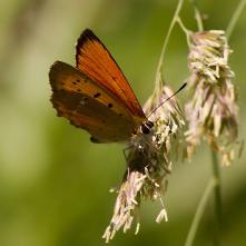 Ohniváčik zlatobyľový