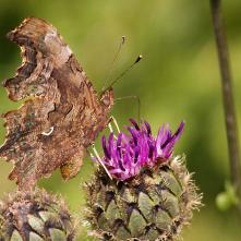 Babôčka zubatokrídla