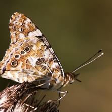 Babôčka bodliaková