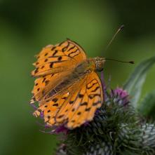 Perlovec fialkový - po krupobití