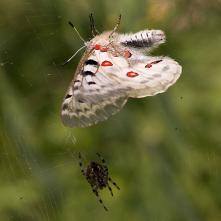 Jasoň v moci križiaka