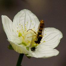 Pestrica Sphaerophoria scripta na belokvete močiarnom