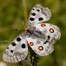 Jasoň červenooký - výstraha v nebezpečenstve. Na prirodzených nepriateľov to platí. Na zberateľov asi nie ...