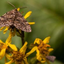 Mora na jazýčniku sibírskom
