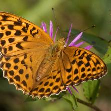 Perlovec striebristopásový samička