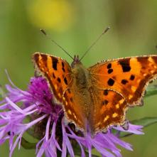 babôčka zubatokrídla