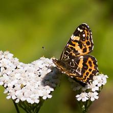 Babôčka sieťkovaná