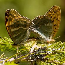 Párik perlovcov striebristopásových