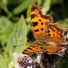Babôčka zubatokrídla